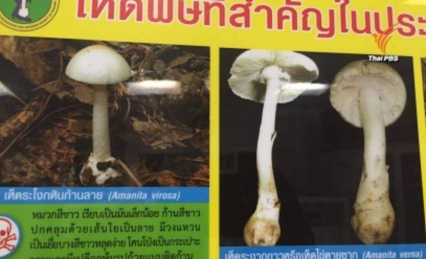 แพทย์เตือนประชาชนงดบริโภคเห็ดที่เกิดขึ้นตามธรรมชาติ-พบเสียชีวิตแล้ว 12 คน