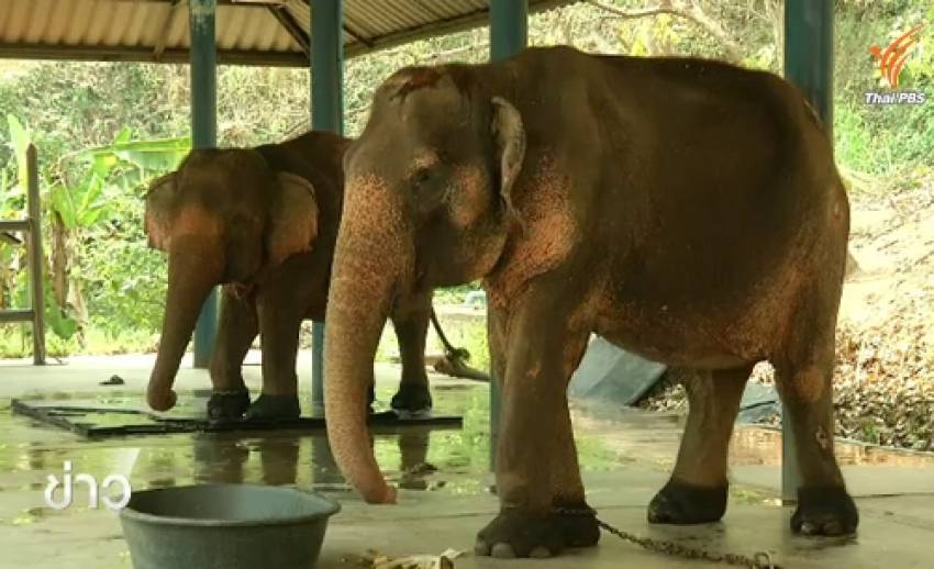 สถานการณ์ช้างไทยในวันช้างโลก "World Elephant Day"