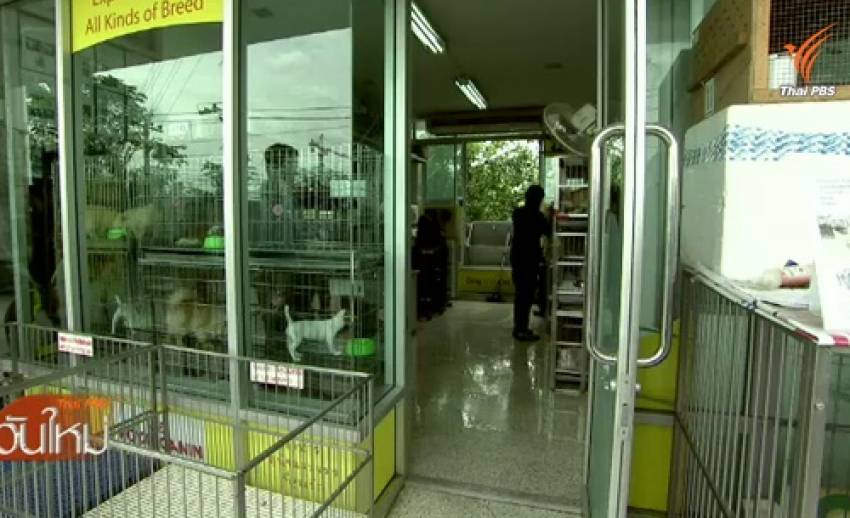 กรมปศุสัตว์ตรวจจับร้านขายยาสัตว์เถื่อนที่ตลาดนัดจตุจักร-อตก.