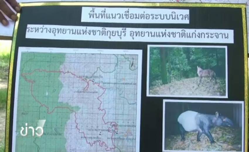 พบแหล่งวางไข่จระเข้น้ำจืดพันธุ์ไทยที่อุทยานฯ กุยบุรี