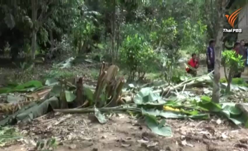 ช้างป่าลงจากเทือกเขาบุกสวนกล้วยหอมทอง ชาวบ้านวอนจนท.ช่วยไล่เข้าป่าหวั่นถูกทำร้าย