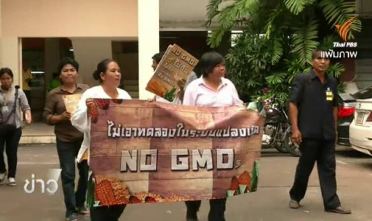 กระแสสนุบสนุน-คัดค้านการทดลองปลูกพืชจีเอ็มโอในไทย