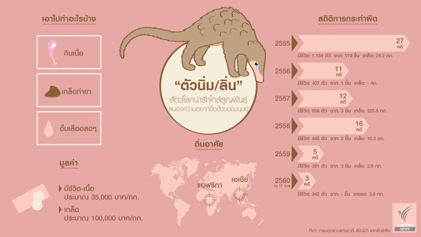 "ตัวนิ่ม/ลิ่น" สัตว์โลกน่ารักใกล้สูญพันธุ์ สนองความอยากปึ๋งปั๋งของมนุษย์
