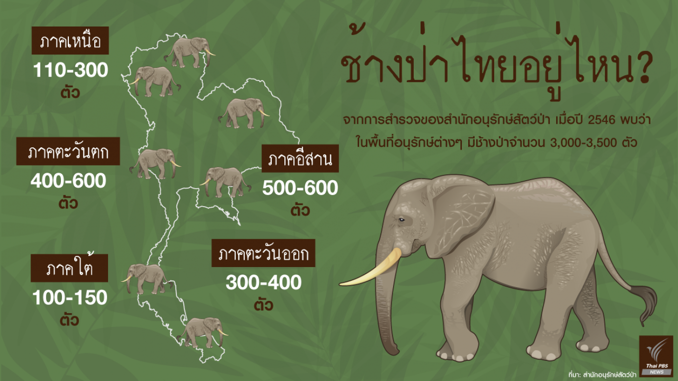 ช้างป่าไทยอยู่ไหน?