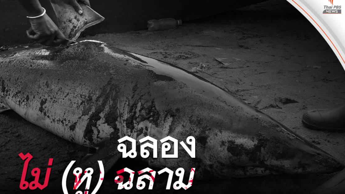ฉลองไม่ (หู) ฉลาม