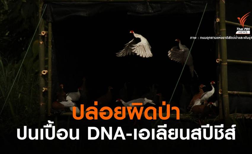 กังขา! ปล่อยไก่ฟ้าหลังขาวป่าแม่วงก์-ห่วงเอเลียนสปีชีส์