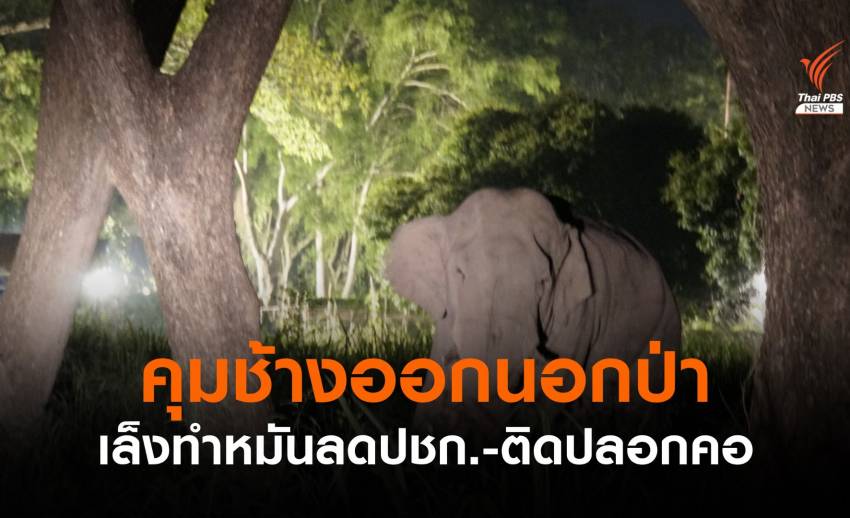 พลิกโฉมคุม "ช้างป่า" เล็งทำหมัน-ติดปลอกคอคุมเร่ร่อน