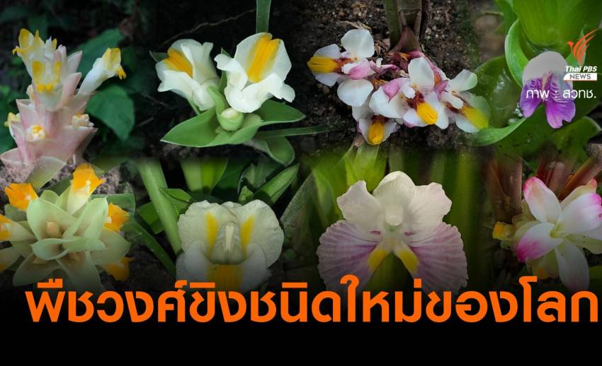 ข่าวดี! ค้นพบพืชวงศ์ขิง 8 ชนิดใหม่ของโลกในไทย