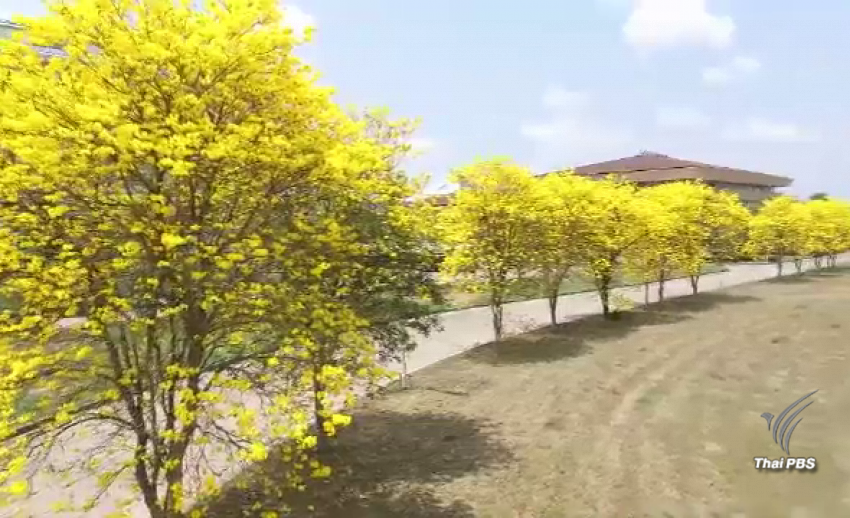 ต้นเหลืองอินเดีย ออกดอกบานสะพรั่งแล้ว ที่ มจพ.ปราจีนบุรี