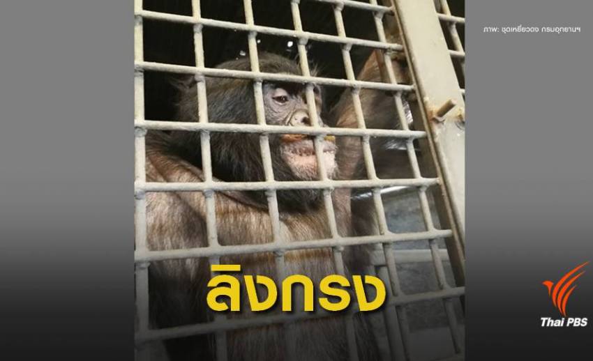 ถอนอายัด "ปิ๊กมี่ ชิมแปนซี" สวนสัตว์พาต้าถูกกฎหมาย