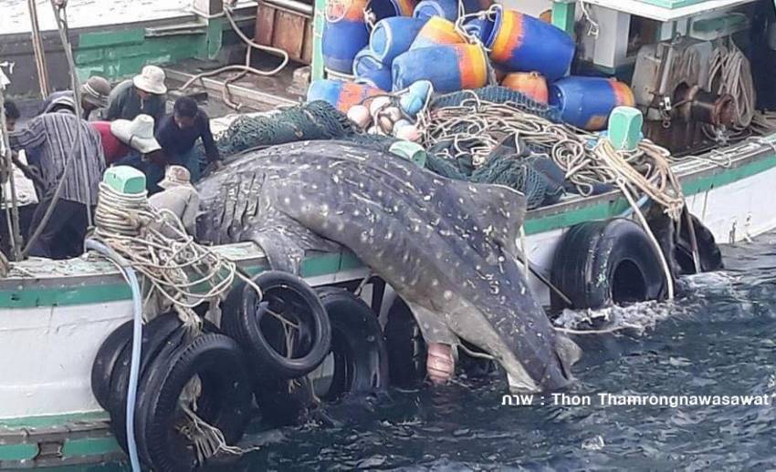 ไต้ก๋งเรือยันฉลามวาฬแค่ติดอวนขึ้นมาไม่มีเจตนาจับ