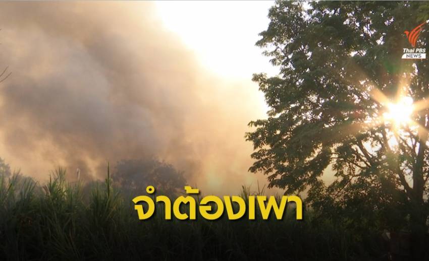สวนทางมาตรการแก้ฝุ่น PM 2.5 ชาวไร่อ้อยยอมรับจำต้องเผา