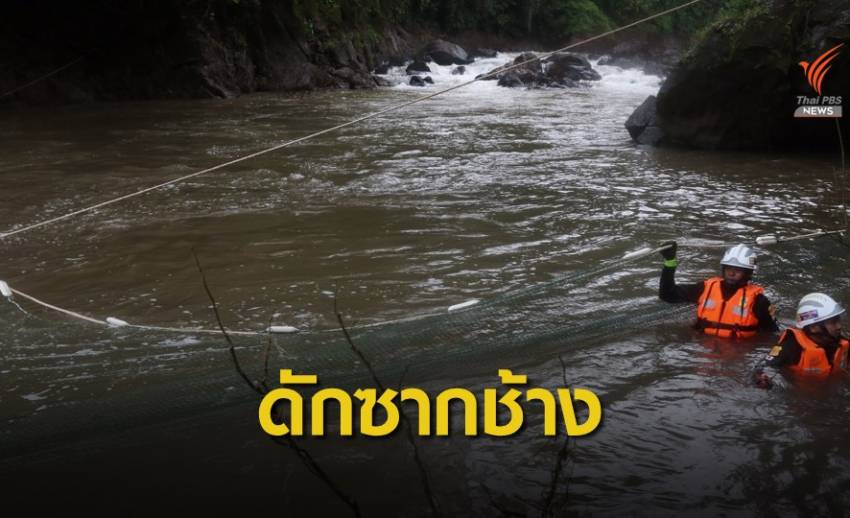 ภารกิจวางตาข่าย "ดัก 11 ซากช้าง" ก่อนลงเขื่อนขุนด่านฯ
