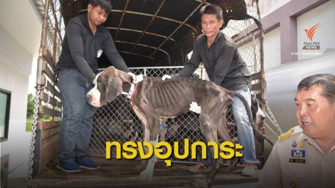 "รัชกาลที่ 10" ทรงรับเกรทเดน 13 ตัวไว้ในพระบรมราชานุเคราะห์