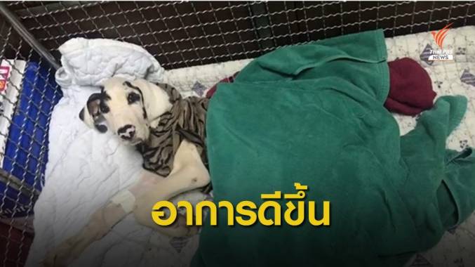 สัตวแพทย์คาด 1-2 เดือนรักษา "สุนัขเกรทเดน" ขาดสารอาหาร