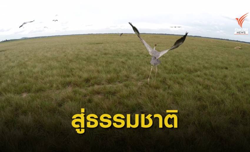 เปิดแหล่งเรียนรู้ "นกกระเรียนพันธุ์ไทย" ท่องเที่ยวเชิงนิเวศ