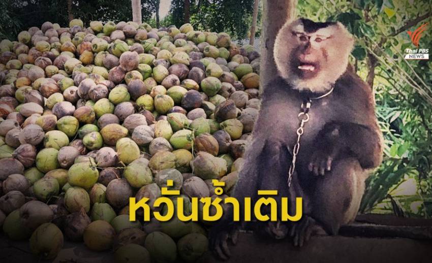 ชาวสวนมะพร้าวกังวล 3 มาตรการ ก.พาณิชย์ ซ้ำเติมปัญหาแบนมะพร้าวไทย  