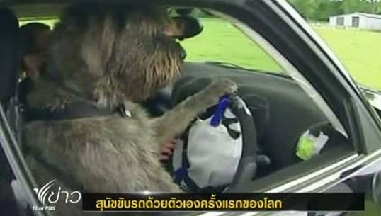 สุนัขขับรถด้วยตัวเองครั้งแรกของโลก