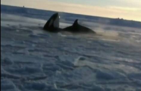 ปลาวาฬฯ ติดในน้ำแข็ง ผลจากอากาศที่ลดลงอย่างรวดเร็ว