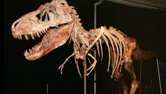 ศาลนิวยอร์ค สหรัฐฯ ตั้งข้อหาหนุ่มฟลอริด้า หลังลักลอบขโมยซากฟอสซิลไดโนเสาร์อายุ 70 ล้านปี