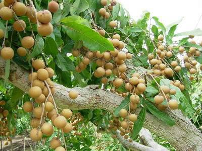 เกษตรฯหนุน “ลำไยนอกฤดู” ชิงตลาดเออีซี