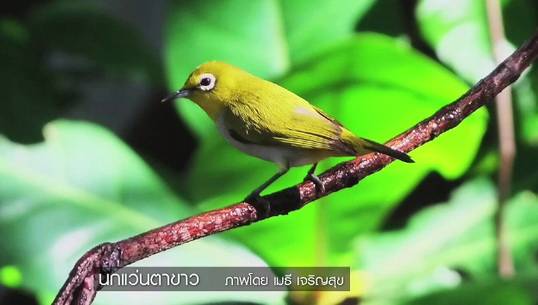 นกแว่นตาขาว 4 ชนิดที่พบในประเทศไทย