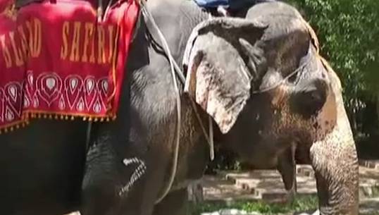 ตร.สั่งอายัดช้าง 70 เชือกในปางช้าง จ.พังงา