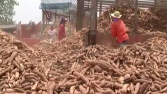 ผู้ปลูกมันสำปะหลังภาคอีสานร้อง รบ. "ขยายเวลา-เพิ่มโควต้า" รับจำนำ