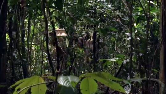 ร่วมรักษาผืนป่าเทือกเขาหลวงให้"ช้าง"ได้พักพิงอาศัย 