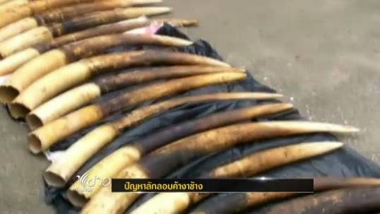 เจ้าของวังช้างอยุธยาแลเพนียด ห่วงการลักลอบตัดงาช้างเพิ่มขึ้น