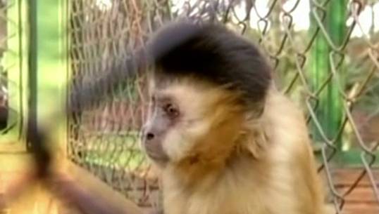 ชาวบราซิล ร้องจนท.คืน "ชิโก้" ลิงคาปูชิน ให้กับผู้เลี้ยง หลังดูแลนานกว่า 37 ปี