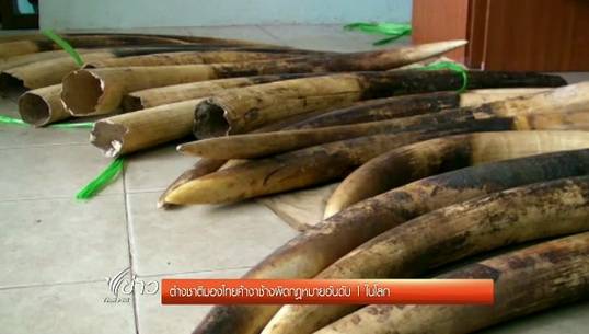 ต่างชาติมองไทยค้างาช้างผิดกฎหมายอันดับ 1 ในโลก