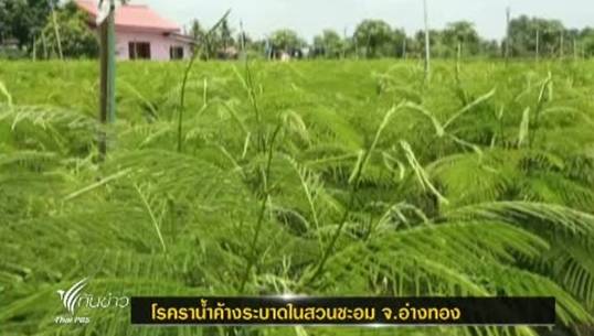 โรคราน้ำค้างระบาดในสวนชะอม จ.อ่างทอง