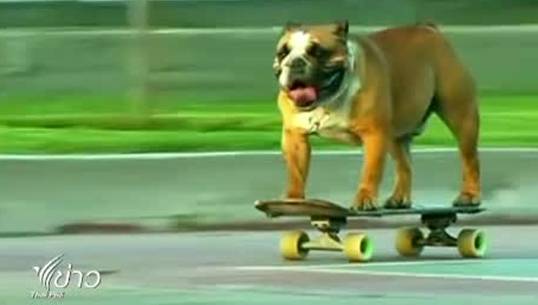สุนัขพันธุ์"อิงลิช บูลด็อก" ในเปรู ชอบเล่นสเก็ตบอร์ด