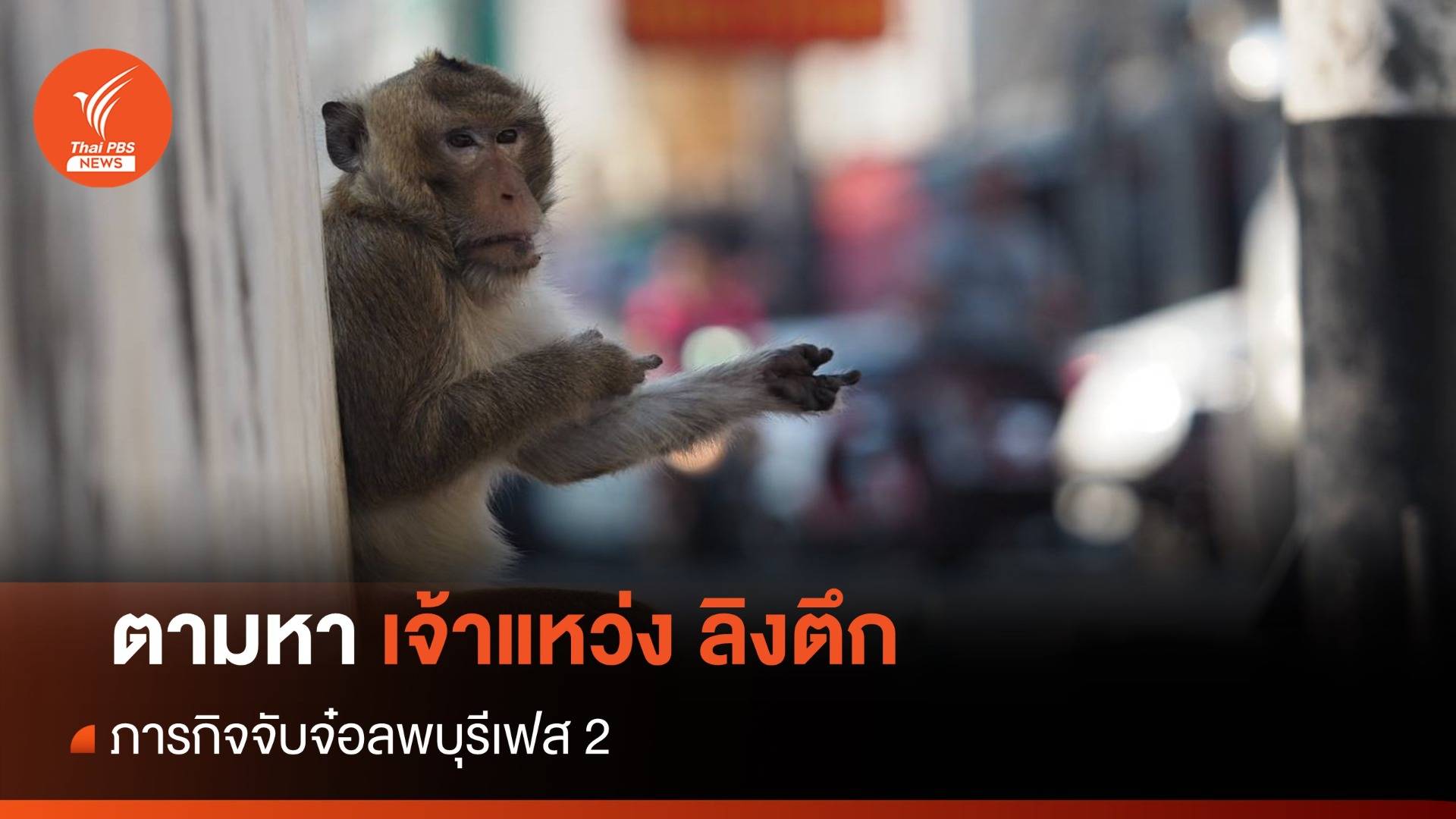 เริ่มเฟส 2 ภารจับลิงลพบุรี 3 ฝูงแรก-ของบเพิ่มอีก 26 ล้าน