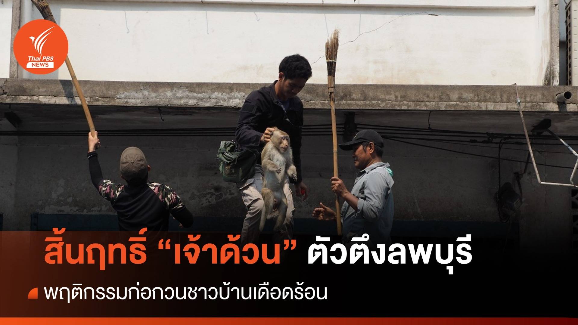 จับแล้ว! "เจ้าด้วน" ลิงตัวตึงลพบุรี-อุทยานฯ ตั้งศูนย์จับจ๋อ