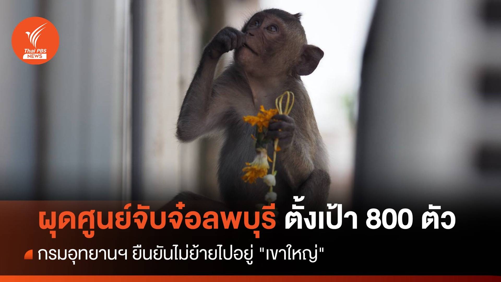 ผุดศูนย์จับลิงลพบุรีตั้งเป้า 800 ตัว ยันไม่ย้ายไป "เขาใหญ่"