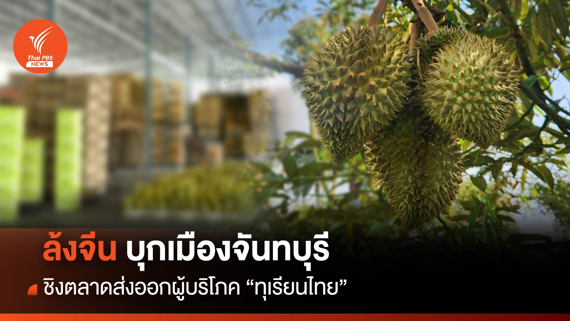 ล้งจีน บุกเมืองจันทบุรี ชิงตลาดส่งออกผู้บริโภค "ทุเรียน"ไทย