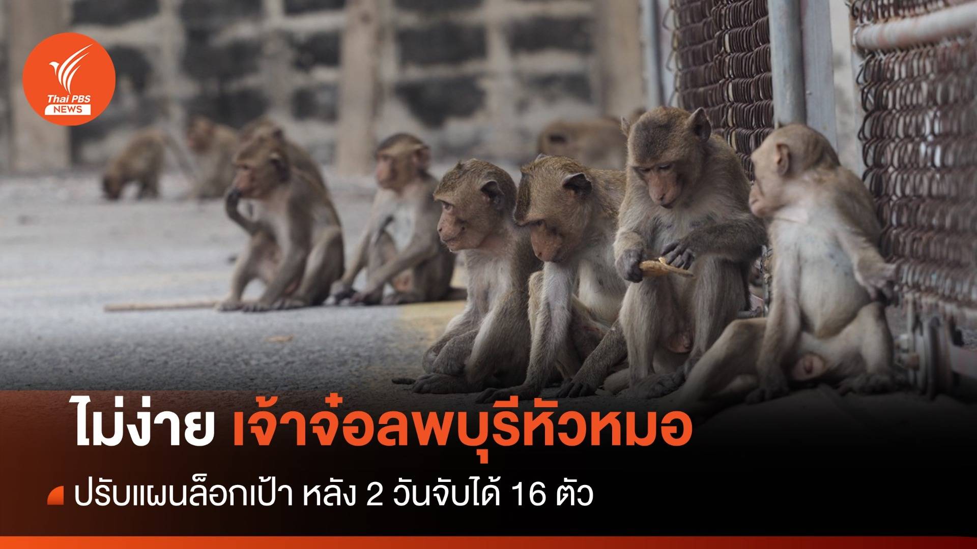 ไม่ง่าย! เจ้าจ๋อลพบุรีหัวหมอ หนีกรง 2 วันจับได้ 16 ตัว