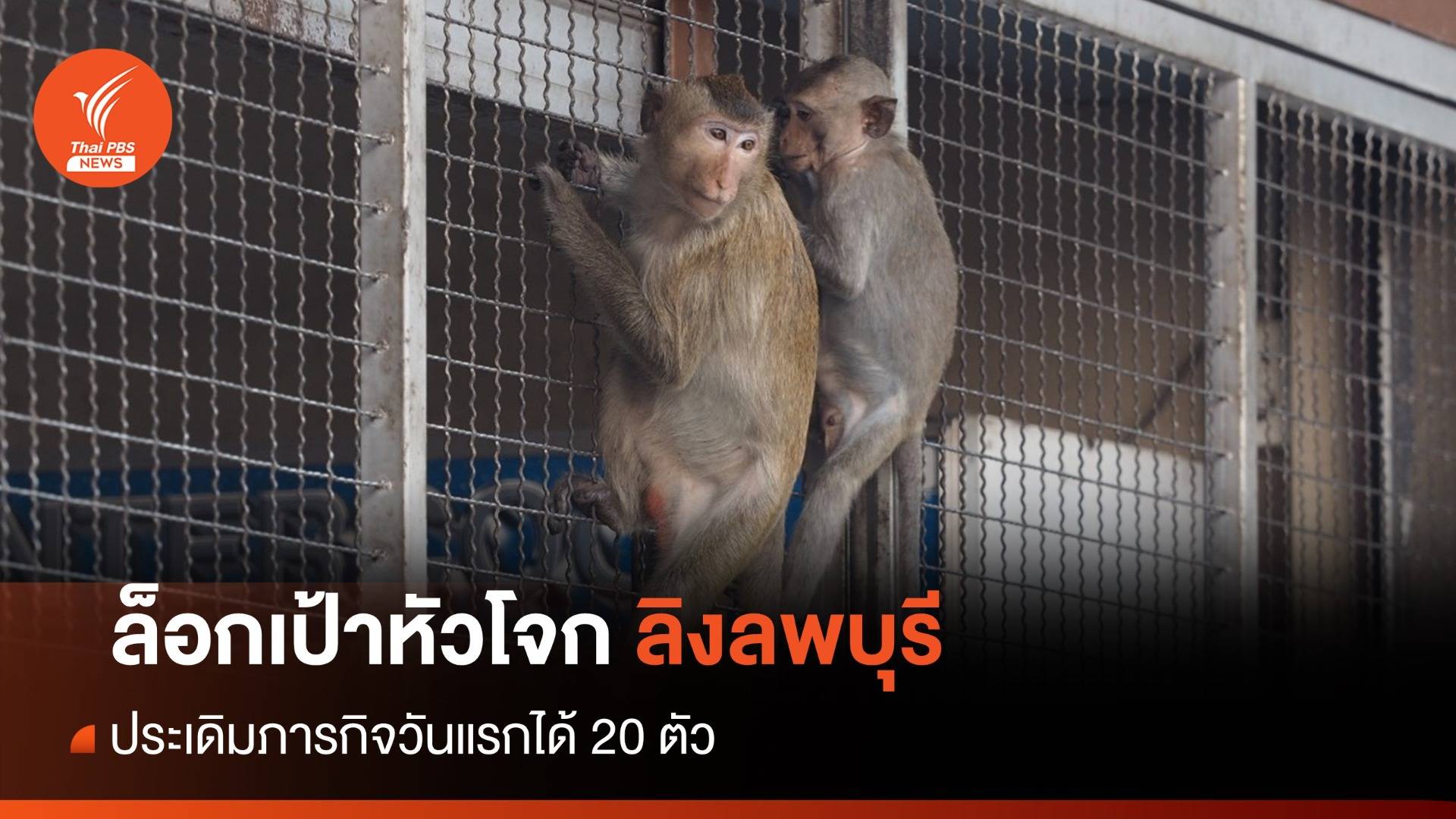 วันแรก! ไล่จับ "ลิงลพบุรี" ล็อกเป้าหัวโจก-ทำหมัน-ย้ายใส่กรง
