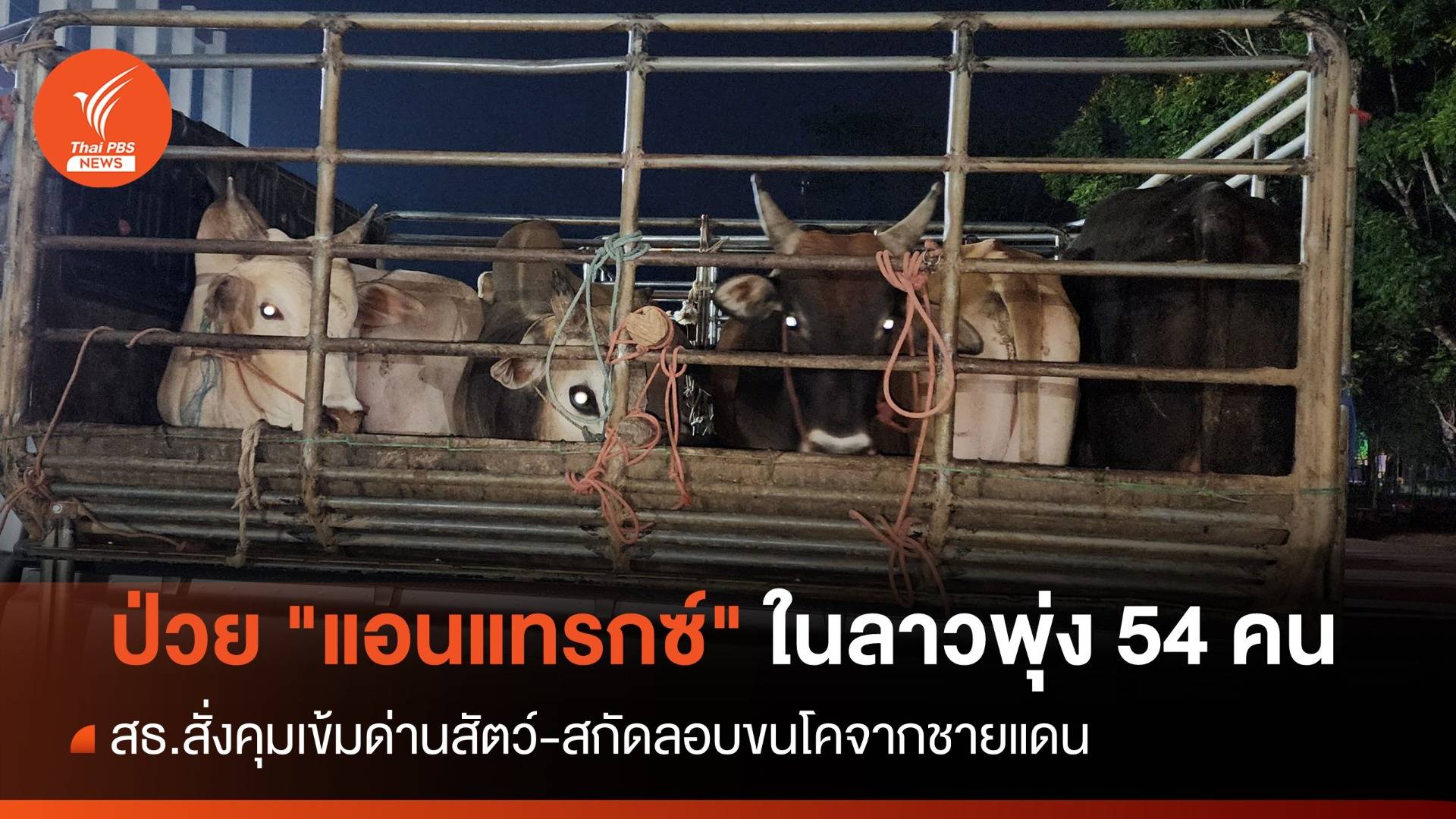 สธ.สั่งคุมเข้มหลังพบป่วย "แอนแทรกซ์" ในลาวพุ่ง 54 คน