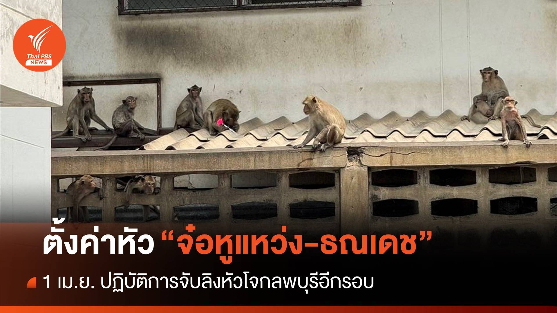 1 เม.ย. จับลิงหัวโจกอีกรอบ โซเชียลตั้งค่าหัว "จ๋อหูแหว่ง-ธณเดช"