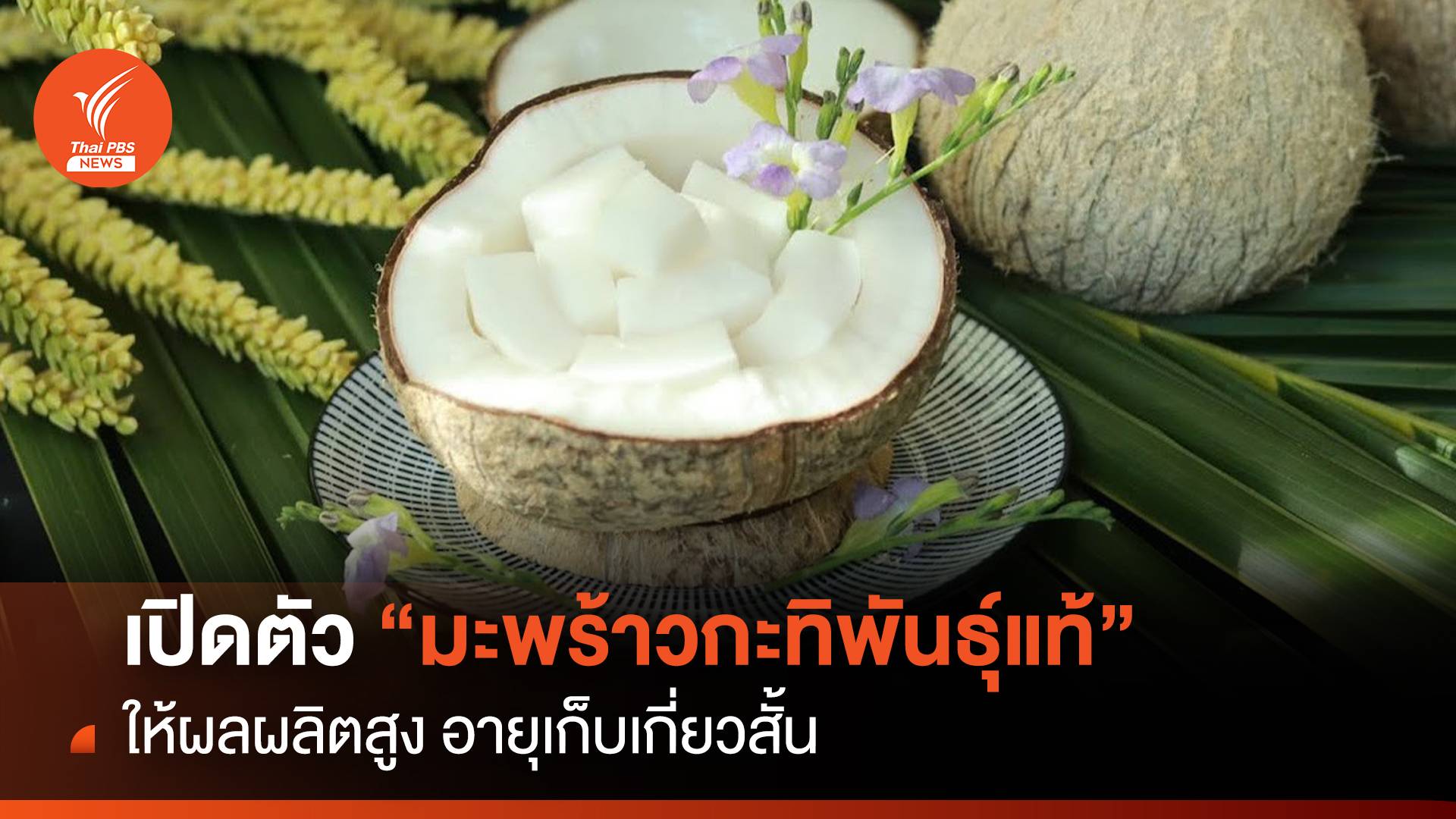 เปิดตัว “มะพร้าวกะทิพันธุ์แท้” ให้ผลผลิตสูง อายุเก็บเกี่ยวสั้น