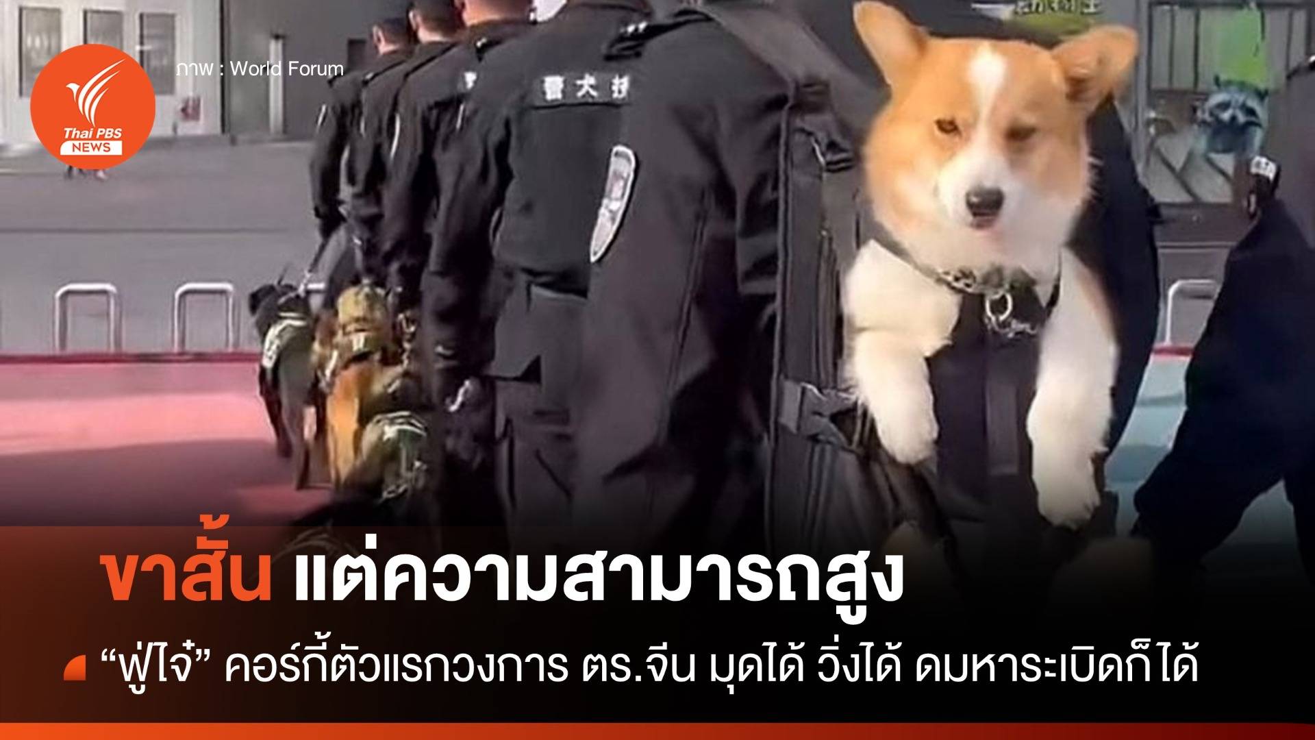 ขาสั้นไม่ใช่อุปสรรค! ครั้งแรก ตร.จีนรับ "คอร์กี้" ช่วยราชการ