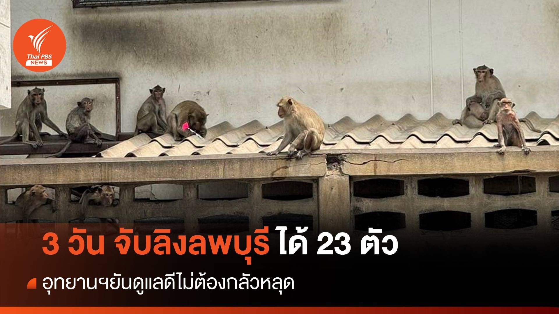 3 วัน จับลิงลพบุรีได้ 23 ตัว อุทยานฯยันดูแลดีไม่ต้องกลัวหลุด