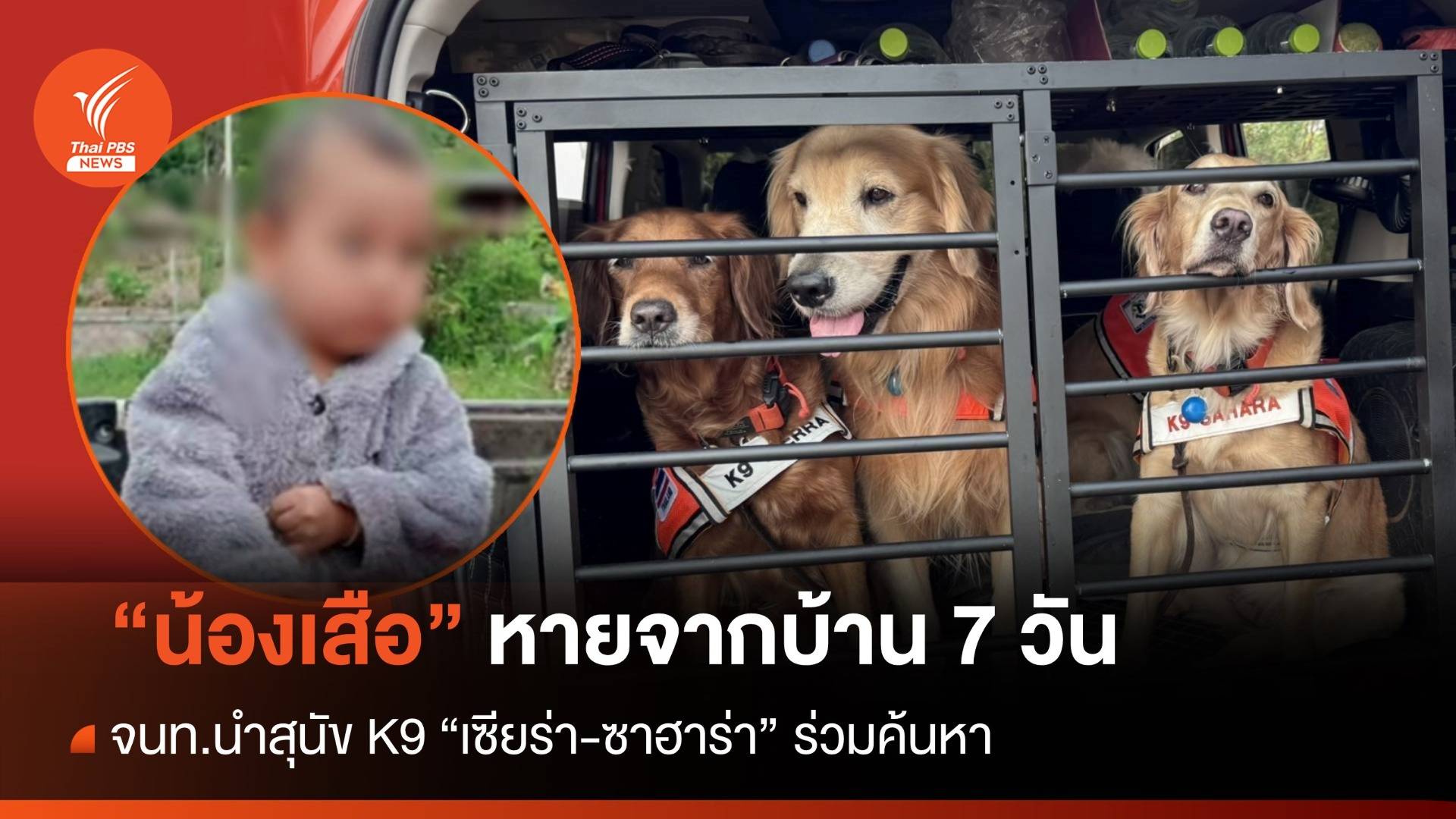 "น้องเสือ" หายจากบ้าน 7 วัน สุนัข K9 "เซียร่า-ซาฮาร่า" ร่วมค้นหา