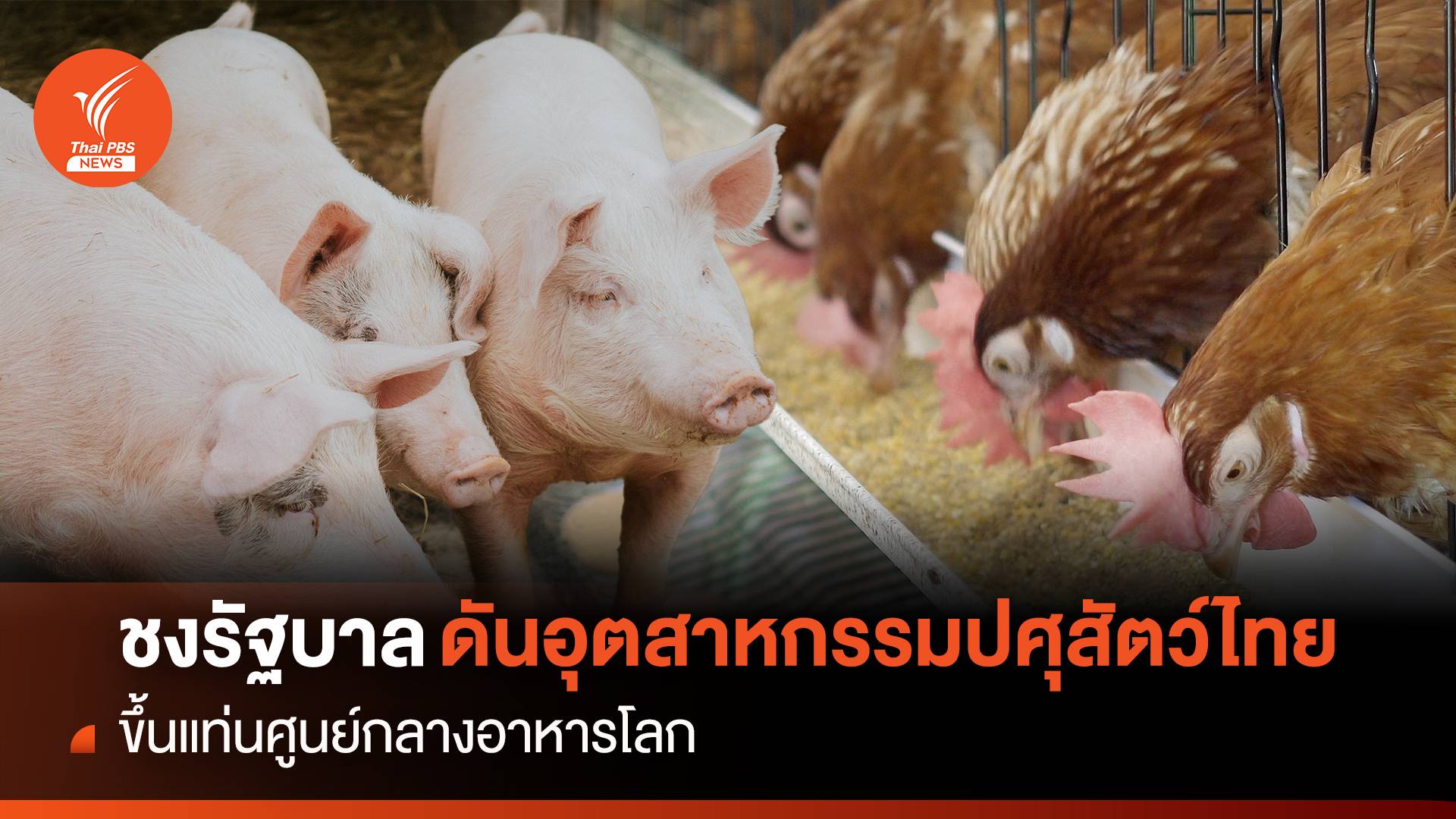 ชงรัฐบาล ดันอุตสาหกรรมปศุสัตว์ไทย ขึ้นแท่นศูนย์กลางอาหารโลก