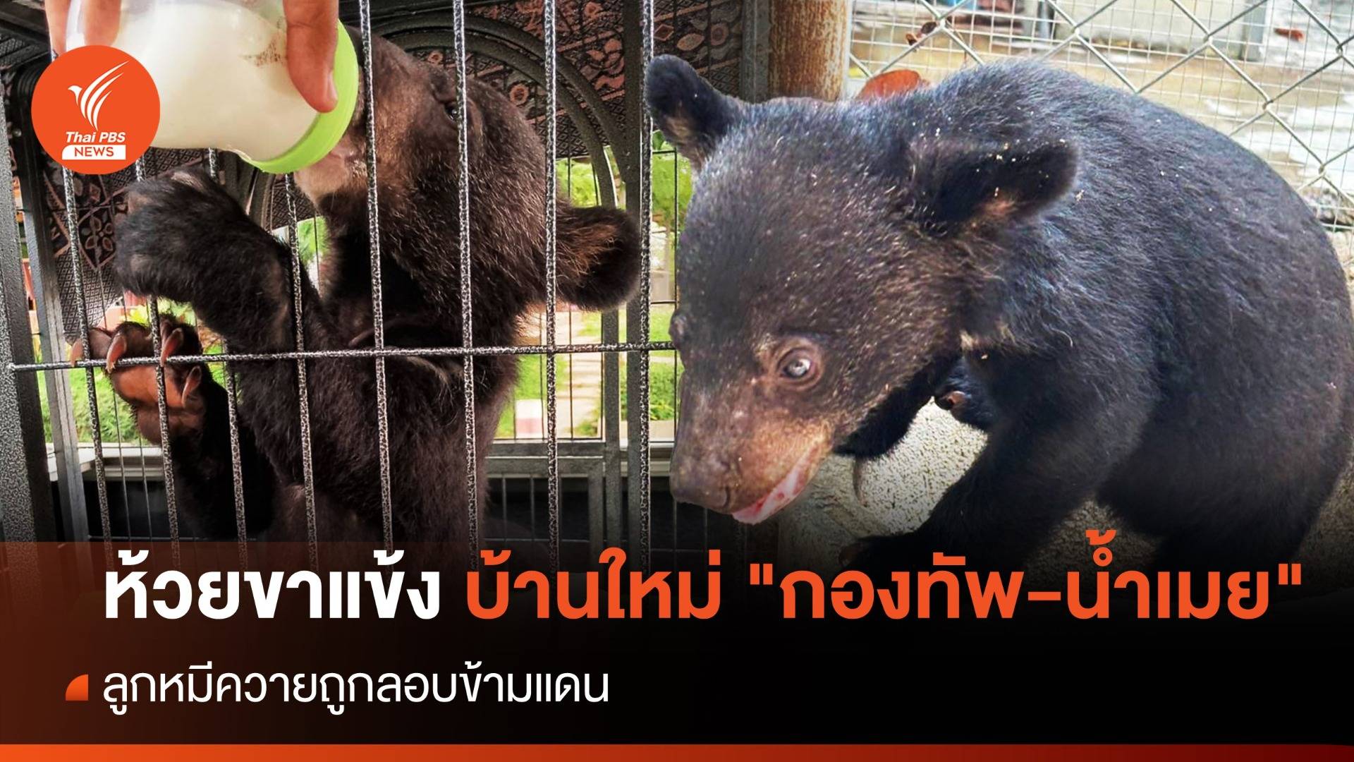 ห้วยขาแข้ง บ้านใหม่ "กองทัพ-น้ำเมย" ลูกหมีควายถูกลอบข้ามแดน