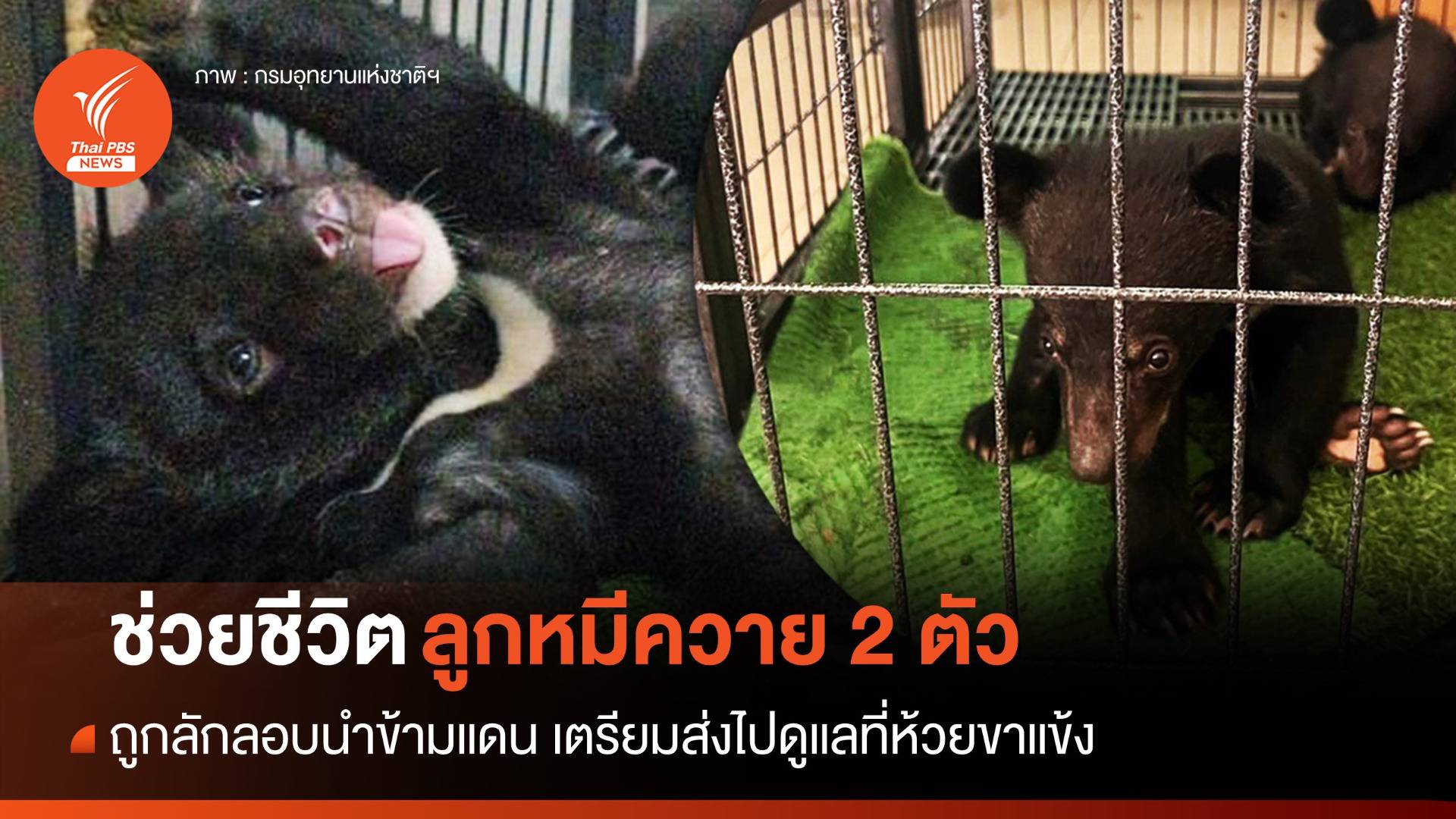 ช่วย "ลูกหมีควาย" 2 ตัวถูกลอบนำข้ามแดน ส่งไปดูแลที่ห้วยขาแข้ง