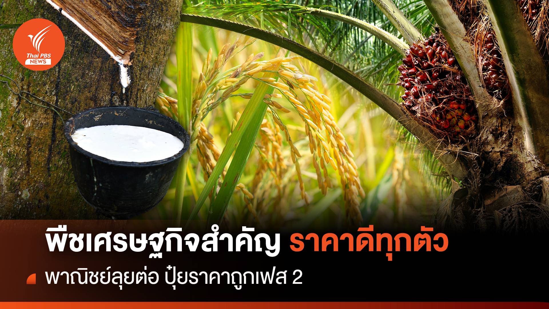 พืชสำคัญเศรษฐกิจ ราคาดีทุกตัว พาณิชย์ลุยต่อปุ๋ยราคาถูกเฟส 2